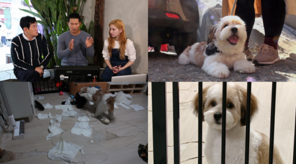 ▲'개는 훌륭하다'(사진제공=KBS 2TV)