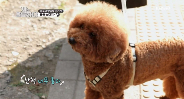 ▲‘개는 훌륭하다’(사진제공=KBS2)