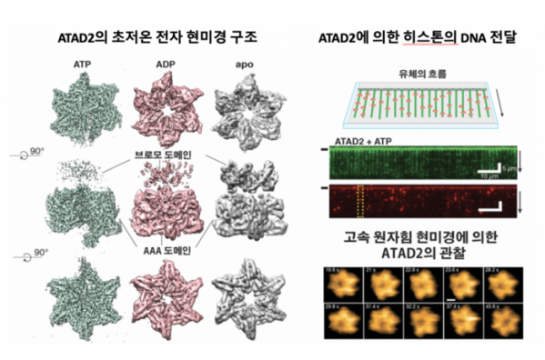 ▲ATAD2 초저온 전자현미경 구조 (과기정통부 제공)