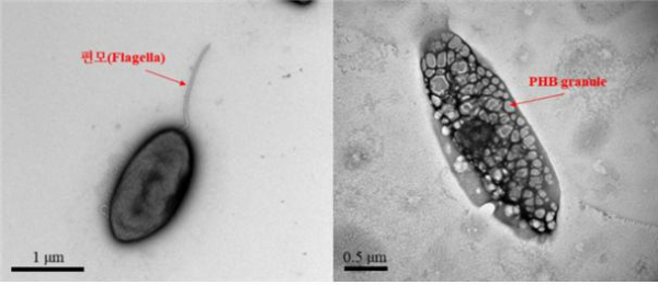 ▲'디프지아 인테스티날리스(Deefgea intestinalis)'의 투과 전자현미경 사진. (자료제공=국립낙동강생물자원관)