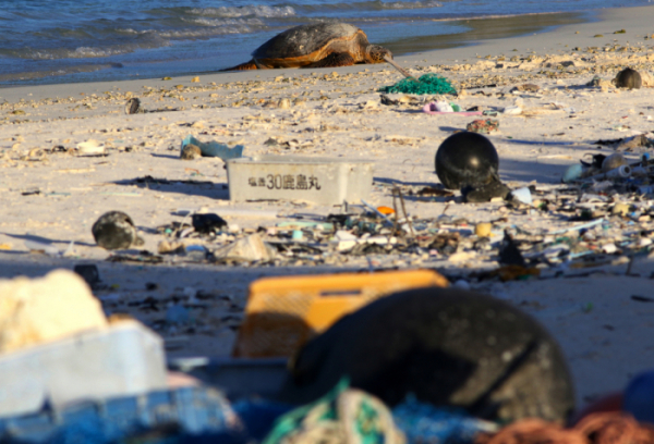 ▲플라스틱 쓰레기로 뒤덮인 해안가에서 바다거북이가 휴식을 취하고 있다.  (AP/뉴시스)