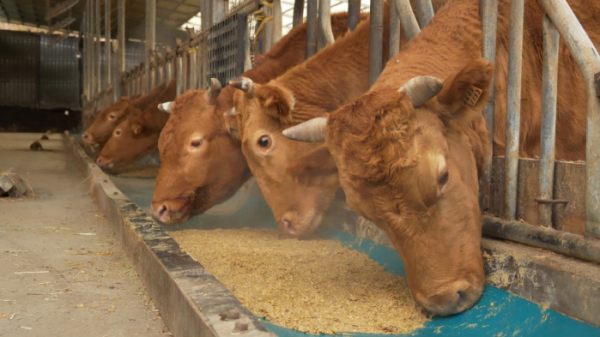 ▲'한국인의 밥상'(사진제공=KBS1)