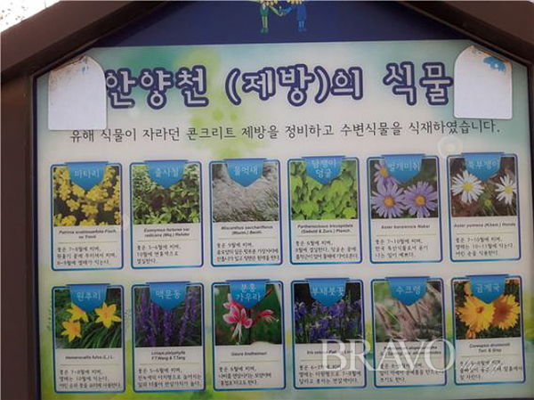 ▲장미공원 주변 안양천에서 관리하는 다양한 꽃들(홍지영 동년기자)