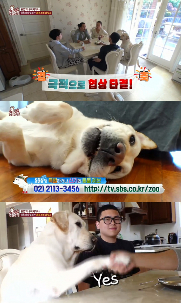 ▲레트리버 패밀리(사진=SBS 'TV 동물농장' 방송화면 캡처)