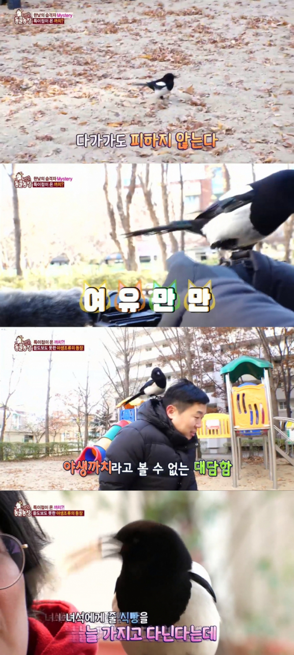 ▲'TV동물농장' 특이점 온 까치(사진=SBS 'TV 동물농장' 방송화면 캡처)