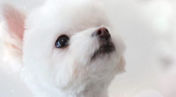 ▲'개는 훌륭하다'(사진제공=KBS 2TV)