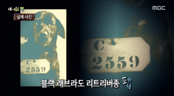 ▲교도소에 수감된 리트리버 '펩'(사진=MBC '서프라이즈' 방송화면 캡처)