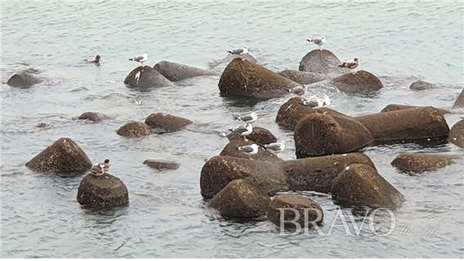 ▲종포공원 앞 바다의 한가로운 갈매기(변용도 동년기자)