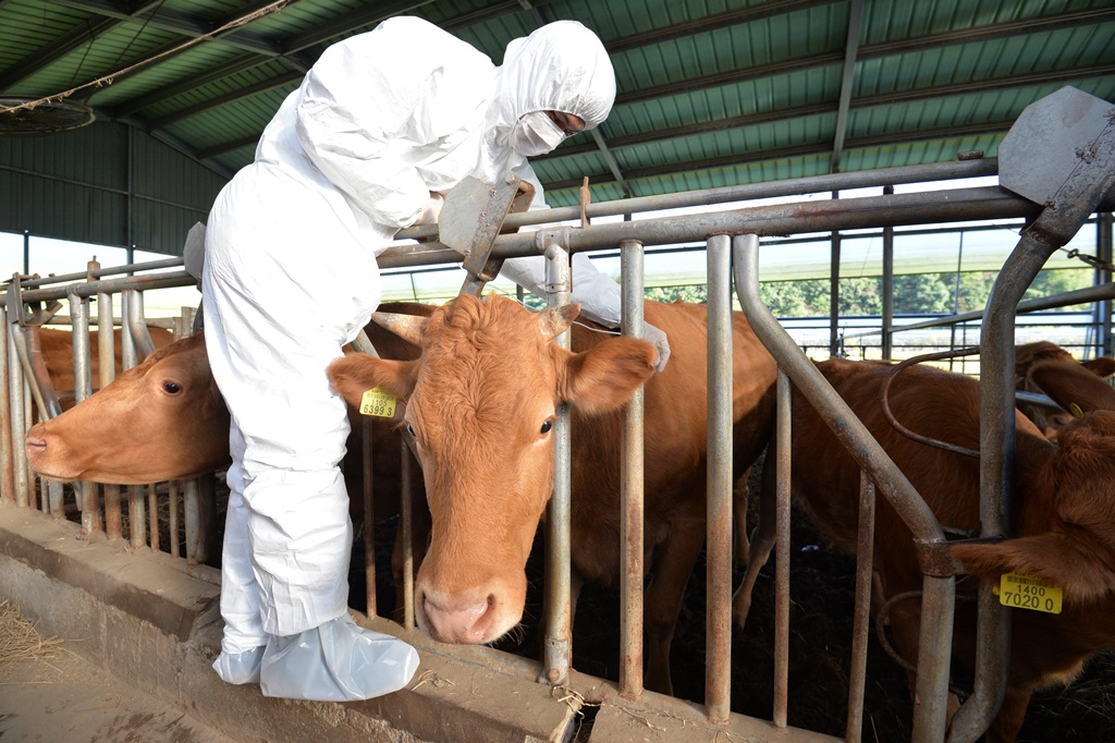▲구제역 예방을 위한 일제 접종이 시행된 지난해 10월 경북 영천시 북안면 명주리 한 축사에서 공수의가 백신을 접종하고 있다. (뉴시스)