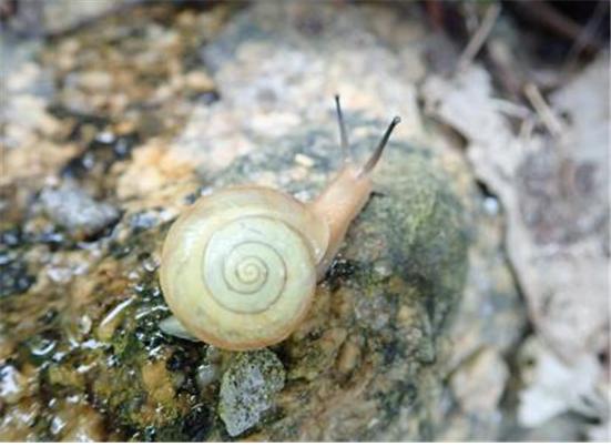 ▲전남 신안 홍도 인근 섬 신규 서식지에서 발견한 멸종위기종 참달팽이. (사진제공=국립생태원)