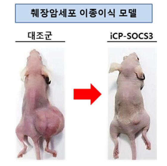 ▲췌장암 동물모델에서의 iCP-SOCS3 항암효능 (자료제공=셀리버리)