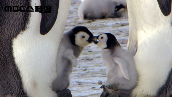 ▲‘MBC 스페셜 - UHD다큐영화 황제펭귄 펭이와 솜이’(사진제공=MBC)