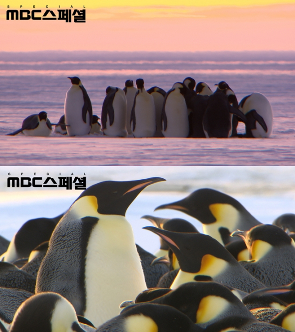 ▲‘MBC 스페셜 - UHD다큐영화 황제펭귄 펭이와 솜이’(사진제공=MBC)