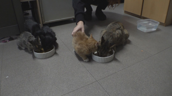 ▲'TV동물농장'(사진제공=SBS)