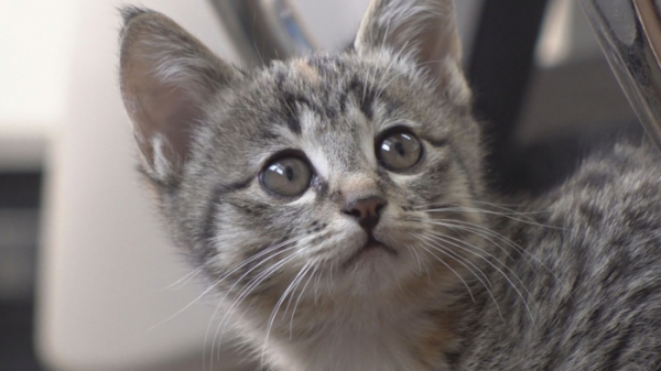 ▲'TV동물농장'(사진제공=SBS)