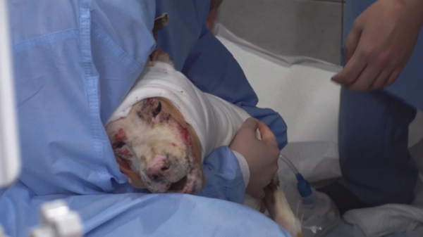 ▲'TV 동물농장'(사진제공=SBS)