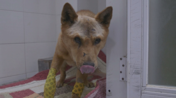 ▲'TV 동물농장'(사진제공=SBS)