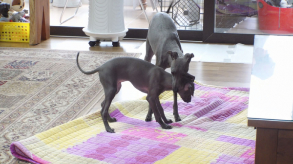 ▲'TV동물농장'(사진제공=SBS)