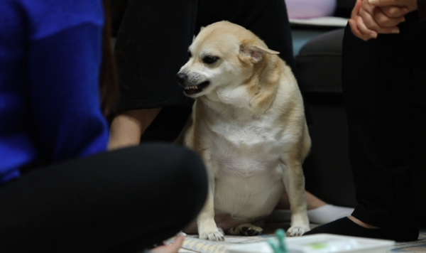 ▲'개는 훌륭하다'(사진제공=KBS 2TV)