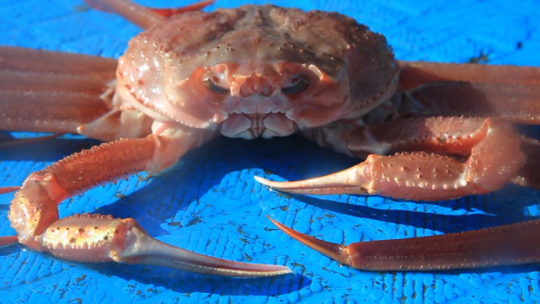 ▲'EBS 극한직업' (사진제공=EBS)