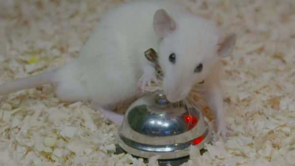 ▲'순간포착 세상에 이런 일이' 똑똑하쥐(사진제공=SBS)