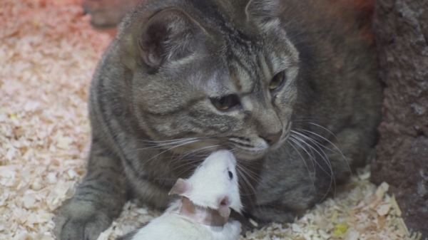 ▲'순간포착 세상에 이런 일이' 톰과 제리(사진제공=SBS)