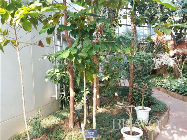 ▲아열대식물관에 자라는 커피나무(사진 홍지영 동년기자)