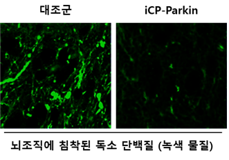 ▲단백질 응집체 유도 파킨슨병 랫트 동물모델에서 iCP-Parkin의 파킨슨병 치료효능. iCP-Parkin이 뇌조직에 침착된 독소단백질 응집체를 제거함. (자료제공=셀리버리)