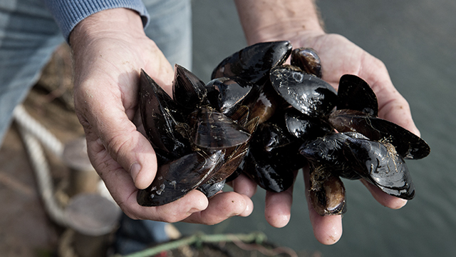 ▲뉴질랜드 홍합폐사. (타스/연합뉴스)