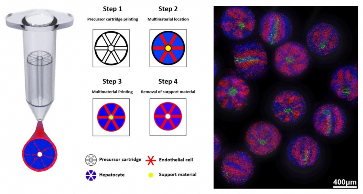 ▲간 오가노이드 프린팅 기법 개념도(좌) 및 실제 프린팅 된 간 오가노이드 사진(우) (티앤알바이오팹)
