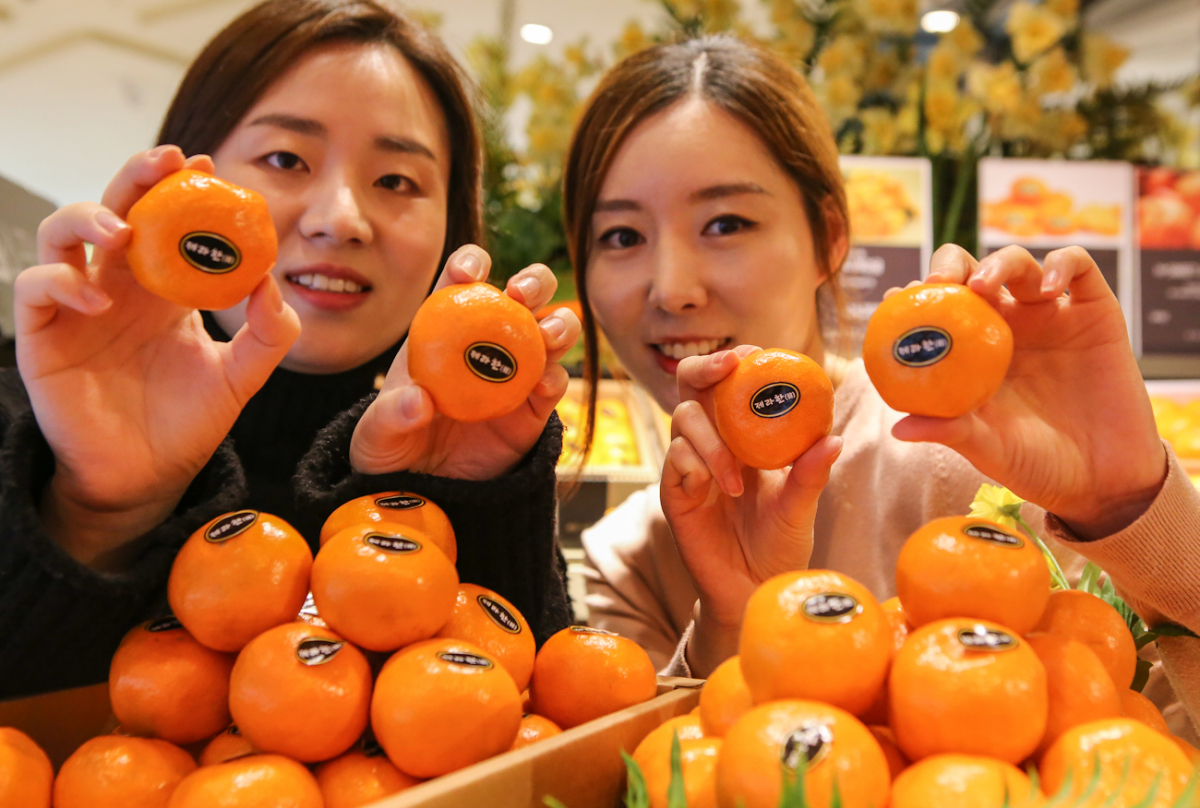 ▲23일 현대백화점 압구정본점 지하 1층 식품관에서 직원들이 고당도 프리미엄 감귤 '제라한'을 선보이고 있다. (사진제공=현대백화점)