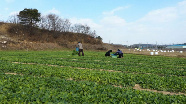 ▲'한국인의 밥상'(사진제공=KBS 1TV)