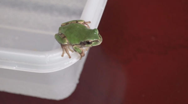 ▲'순간포착 세상에 이런일이' 청개구리(사진제공=SBS)