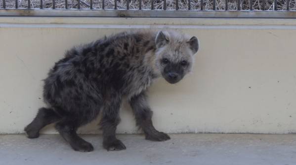 ▲하이에나 호수(사진제공=SBS )