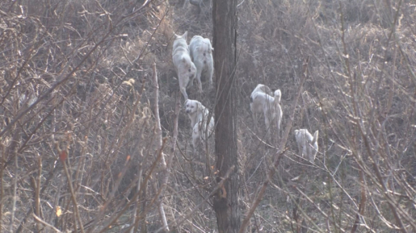 ▲‘TV 동물농장’(사진제공=SBS)