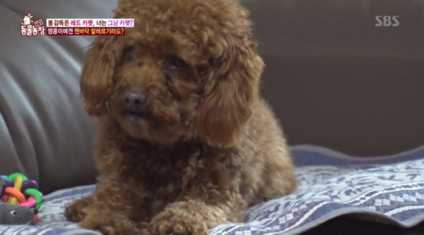 (사진=SBS '동물농장' 방송화면 캡처)