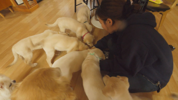 ▲‘TV 동물농장’(사진제공=SBS)