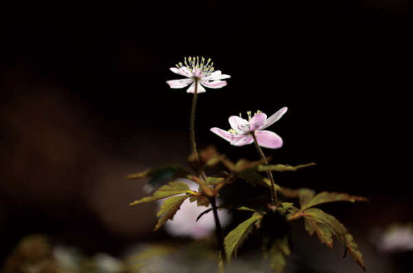 ▲미나리아재비과의 여러해살이풀. 학명은 Anemone amurensis (Korsh.) Kom.(김인철 야생화 칼럼니스트)