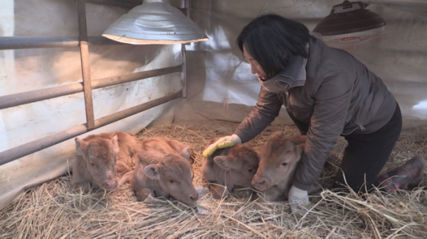 ▲네 쌍둥이 송아지(사진=SBS '순간포착 세상에 이런 일이' 방송화면 캡처)