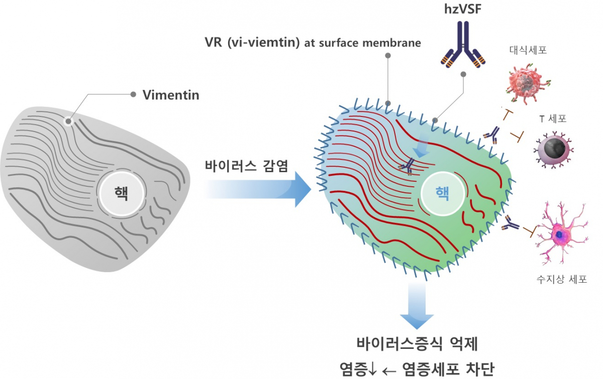 ▲HzVSFv13주 작용 기전 (이뮨메드)