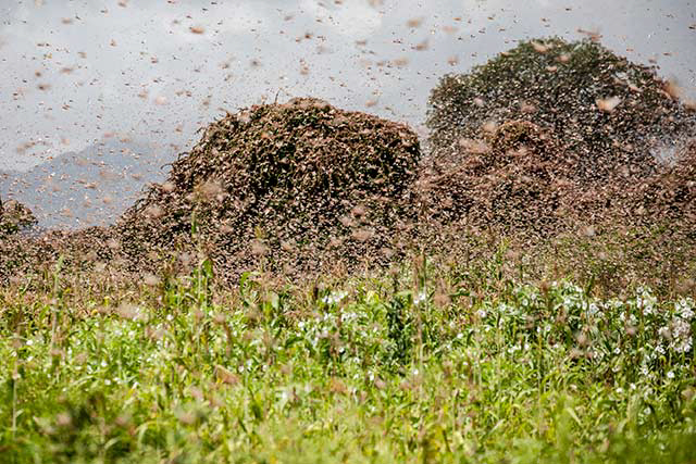 ▲출처:FAO 홈페이지