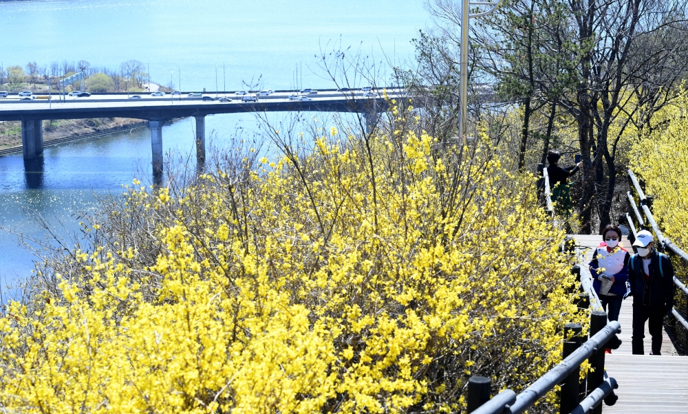 ▲전국이 완연한 봄 날씨를 보인 22일 서울 성동구 응봉산에 만개한 개나리가 계절의 정취를 전하고 있다. 신태현 기자 holjjak@ (이투데이DB)