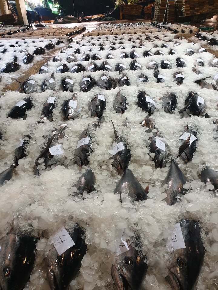 ▲참다랑어 경매 물량 (사진제공=이마트)