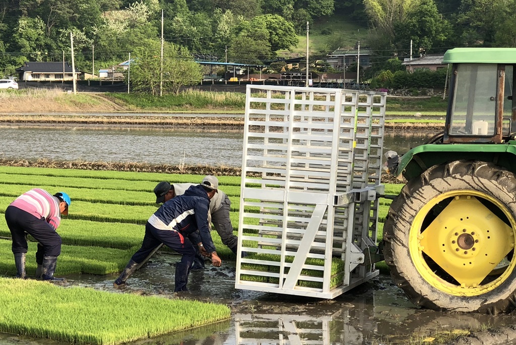 ▲충북 보은의 한 농가에서 외국인 계절근로자가 모내기 작업을 돕고 있다. (뉴시스)