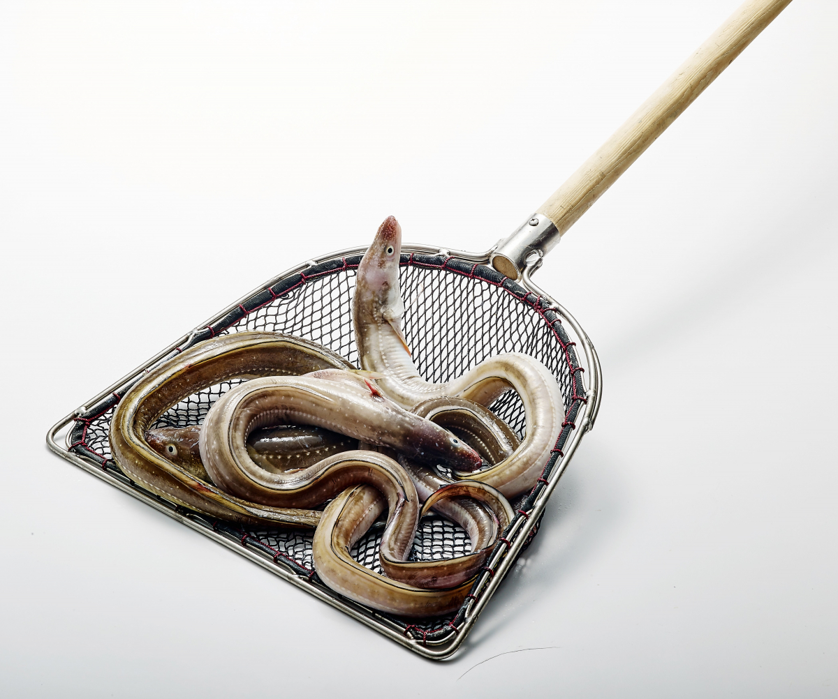 (사진제공=롯데쇼핑)