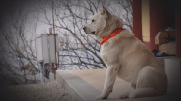 ▲'TV 동물농장' 심돌이(사진제공=SBS)