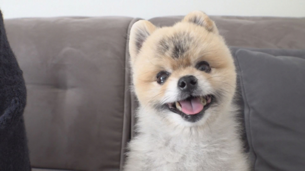 ▲'TV 동물농장' 밥스(사진제공=SBS)