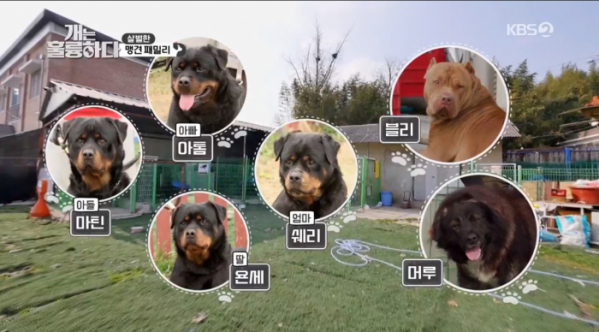 ▲'개는 훌륭하다‘ (사진제공=KBS2)