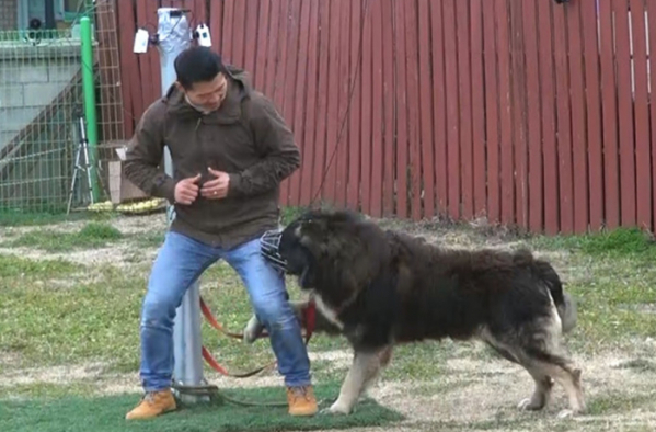 ▲‘개는 훌륭하다’ 코카시안 오브차카(사진제공=KBS 2TV)