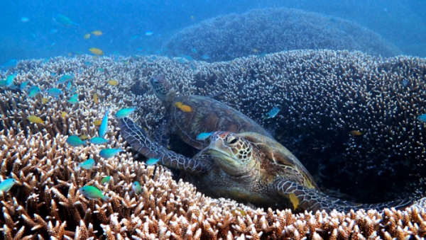 ▲KBS 엄선한 콘텐츠 특별편성 실시(사진제공=KBS )